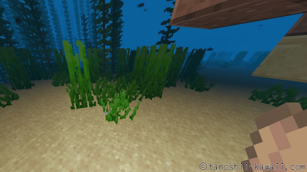 海藻や砂岩の下に怪しげな砂がある