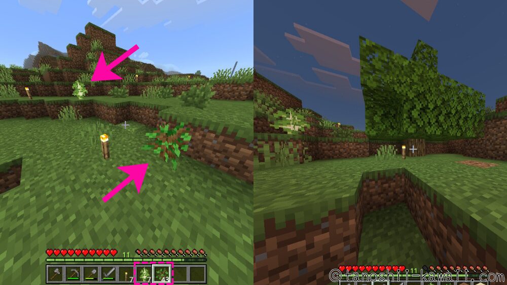 木の苗木を植える