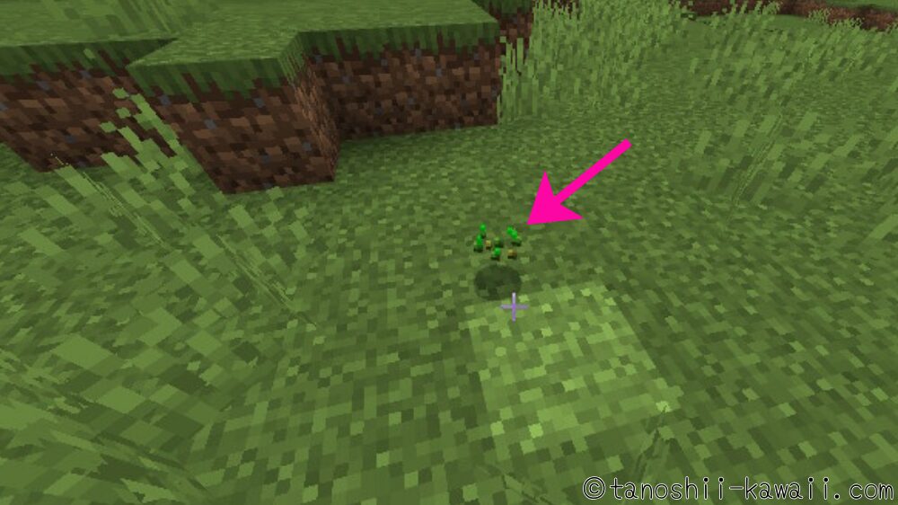 小麦の種を拾う