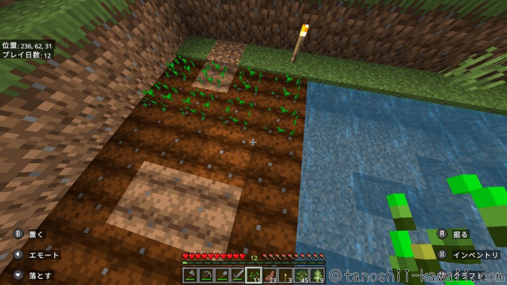 小麦の種を植える