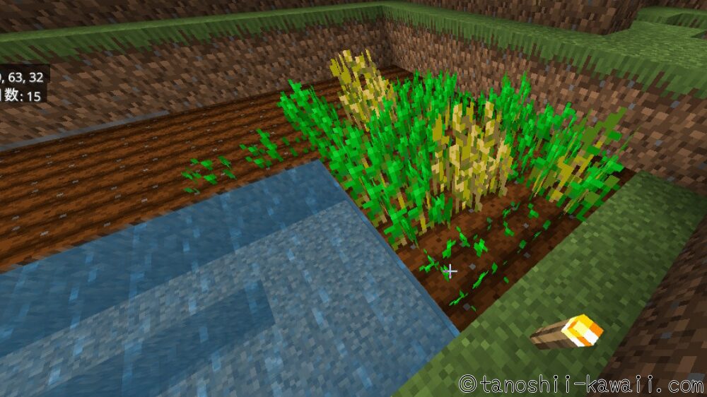 小麦が育っていく