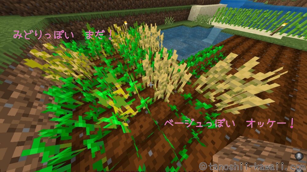 小麦収穫のタイミング