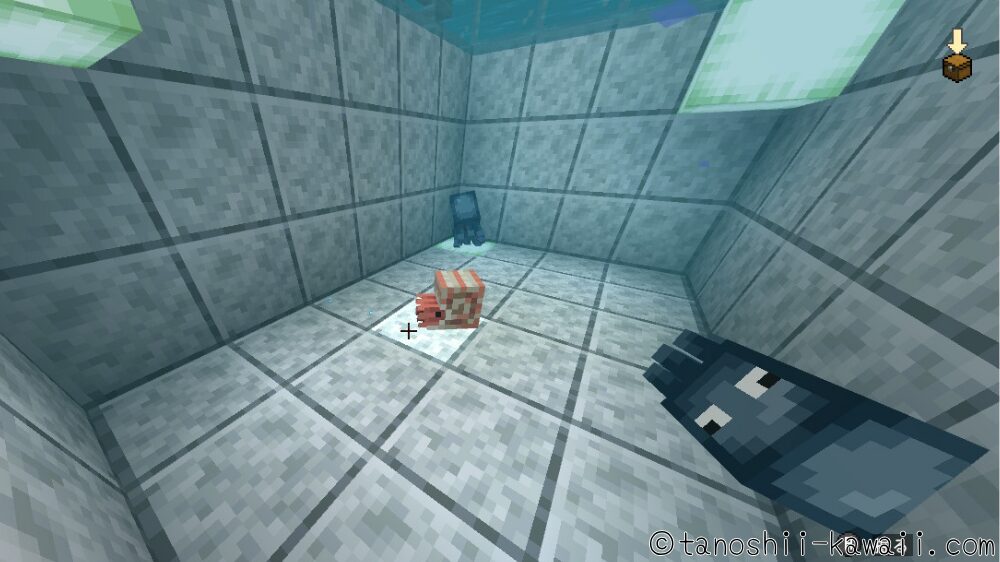 イカとオウムガイの水槽