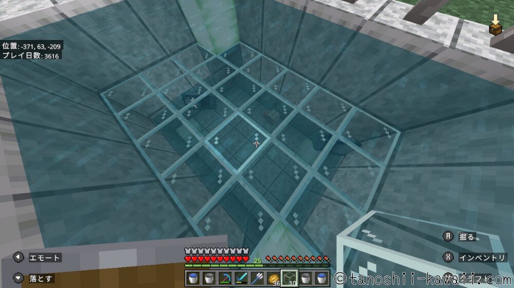 イカとオウムガイの水槽