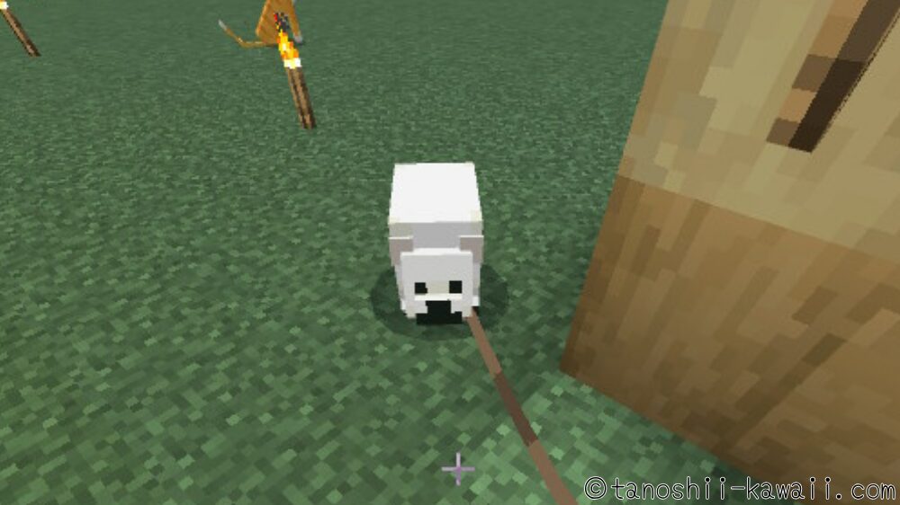 見つけてしまった子シロクマ