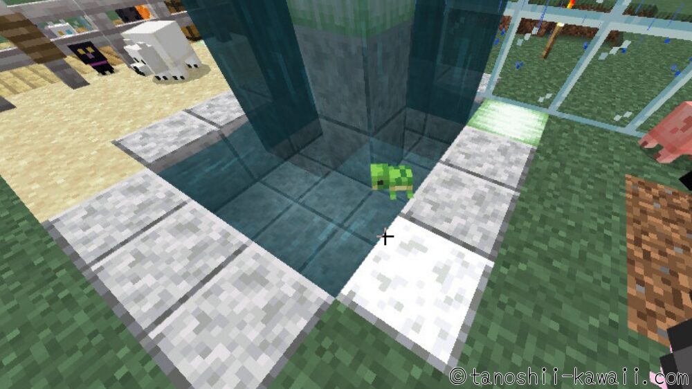 カメはタマゴを孵す