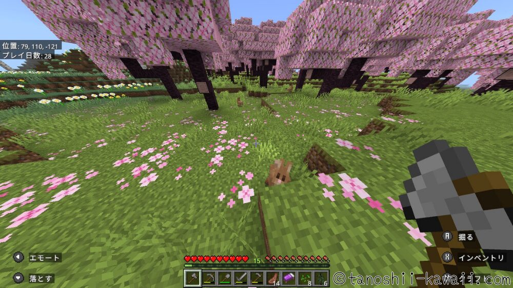 ウサギとお花見・桜